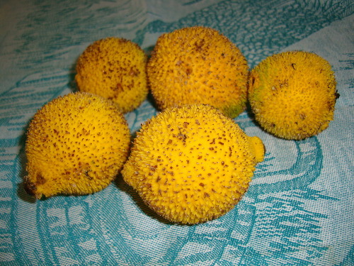 معرفی و راهنمای پرورش درختان میوه - گارسینیا اکومیناتا